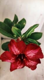 Planta Simples 2709 – 35cm – 03 anos - Imagem 5