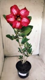 Planta Simples 2709 – 35cm – 03 anos - Imagem 4