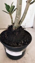 Planta Simples 2709 – 35cm – 03 anos - Imagem 7