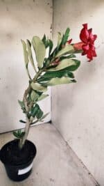 Planta Simples 2709 – 35cm – 03 anos - Imagem 6