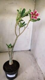 Planta Simples 2710 – 35cm – 03 anos - Imagem 2