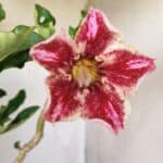 Planta Simples 2710 – 35cm – 03 anos