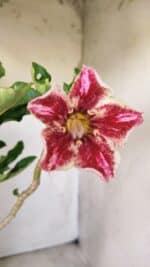 Planta Simples 2710 – 35cm – 03 anos