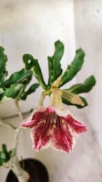 Planta Simples 2710 – 35cm – 03 anos - Imagem 4