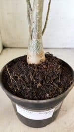 Planta Simples 2710 – 35cm – 03 anos - Imagem 8