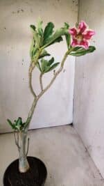 Planta Simples 2710 – 35cm – 03 anos - Imagem 7