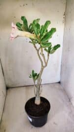 Planta Simples 2710 – 35cm – 03 anos - Imagem 6