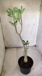 Planta Simples 2710 – 35cm – 03 anos - Imagem 5