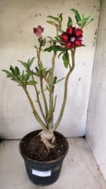 Planta Simples 2711 – 45cm – 05 anos - Imagem 2