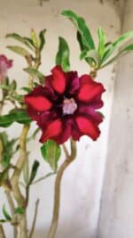 Planta Simples 2711 – 45cm – 05 anos - Imagem 3