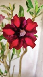 Planta Simples 2711 – 45cm – 05 anos