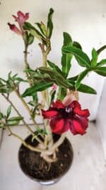 Planta Simples 2711 – 45cm – 05 anos - Imagem 5