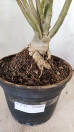 Planta Simples 2711 – 45cm – 05 anos - Imagem 10