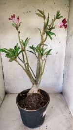 Planta Simples 2711 – 45cm – 05 anos - Imagem 9