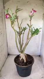 Planta Simples 2711 – 45cm – 05 anos - Imagem 8