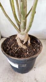 Planta Simples 2711 – 45cm – 05 anos - Imagem 7