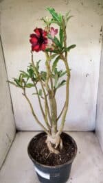 Planta Simples 2711 – 45cm – 05 anos - Imagem 6