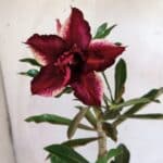 ENXERTO 11766 – 25cm (cor LM 710)