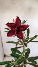 ENXERTO 11766 – 25cm (cor LM 710)