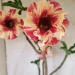 Planta Simples 2713 – 40cm – 03 anos