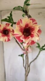 Planta Simples 2713 – 40cm – 03 anos