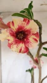 Planta Simples 2713 – 40cm – 03 anos - Imagem 4