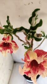 Planta Simples 2713 – 40cm – 03 anos - Imagem 6