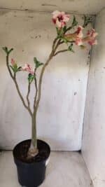 Planta Simples 2713 – 40cm – 03 anos - Imagem 8