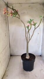 Planta Simples 2713 – 40cm – 03 anos - Imagem 7