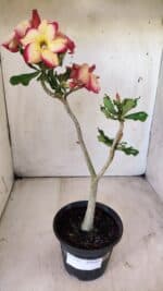 Planta Simples 2715 – 30cm – 02 anos - Imagem 2