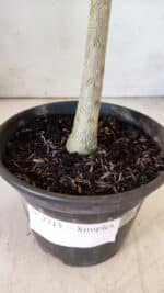 Planta Simples 2715 – 30cm – 02 anos - Imagem 6