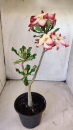 Planta Simples 2715 – 30cm – 02 anos - Imagem 4