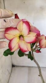 Planta Simples 2715 – 30cm – 02 anos