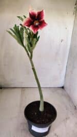 Planta Simples 2716 – 30cm – 02 anos - Imagem 2