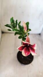 Planta Simples 2716 – 30cm – 02 anos - Imagem 4