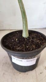 Planta Simples 2716 – 30cm – 02 anos - Imagem 7