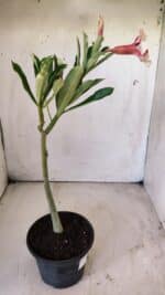 Planta Simples 2716 – 30cm – 02 anos - Imagem 6