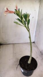 Planta Simples 2716 – 30cm – 02 anos - Imagem 5