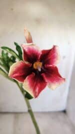 Planta Simples 2716 – 30cm – 02 anos