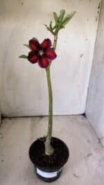 Planta Simples 2721 – 30cm – 02 anos - Imagem 2