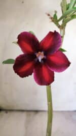 Planta Simples 2721 – 30cm – 02 anos