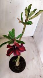 Planta Simples 2721 – 30cm – 02 anos - Imagem 4