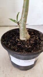 Planta Simples 2721 – 30cm – 02 anos - Imagem 6