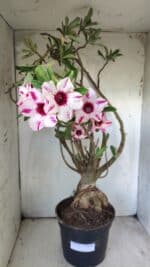 Planta Simples 2722 – 60cm – 05 anos