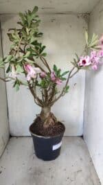 Planta Simples 2722 – 60cm – 05 anos - Imagem 7