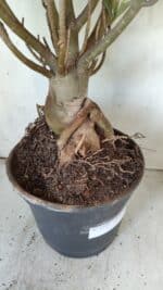 Planta Simples 2722 – 60cm – 05 anos - Imagem 6