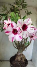 Planta Simples 2722 – 60cm – 05 anos - Imagem 4