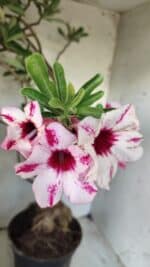 Planta Simples 2722 – 60cm – 05 anos - Imagem 3