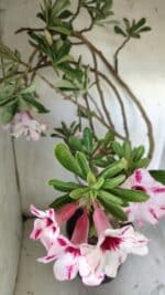 Planta Simples 2722 – 60cm – 05 anos - Imagem 5