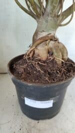 Planta Simples 2722 – 60cm – 05 anos - Imagem 13